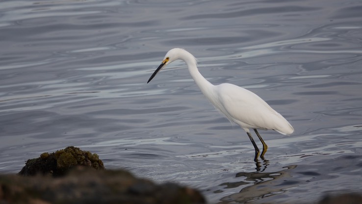 Bahia de los Angeles, Baja California, Snowy Egret, Egretta thula. 2