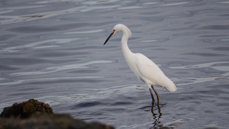 Bahia de los Angeles, Baja California, Snowy Egret, Egretta thula. 3