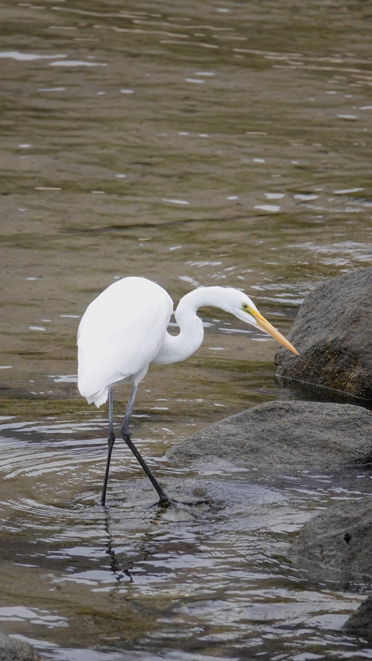 Bahia de los Angeles, Baja California, Great Egret, Andea alba. 4