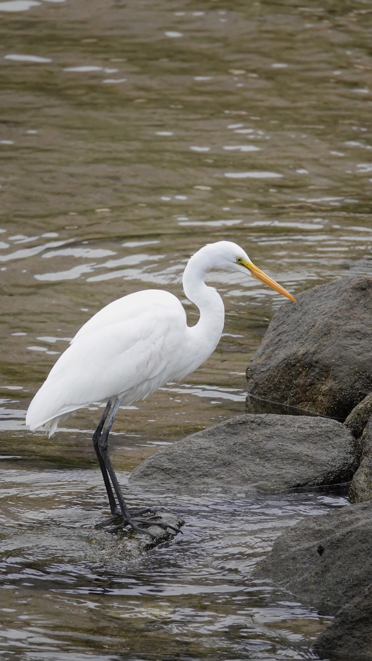 Bahia de los Angeles, Baja California, Great Egret, Andea alba. 5