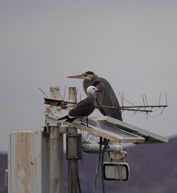 Bahia de los Angeles, Baja California, Great Blue Heron, Ardea herodias