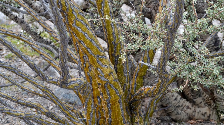 Bahia de los Angeles, Baja California, Fouquieria diguetii 3