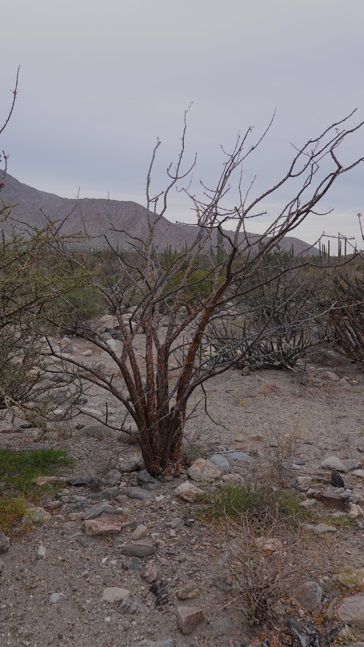 Bahia de los Angeles, Baja California, Fouquieria diguetii 1