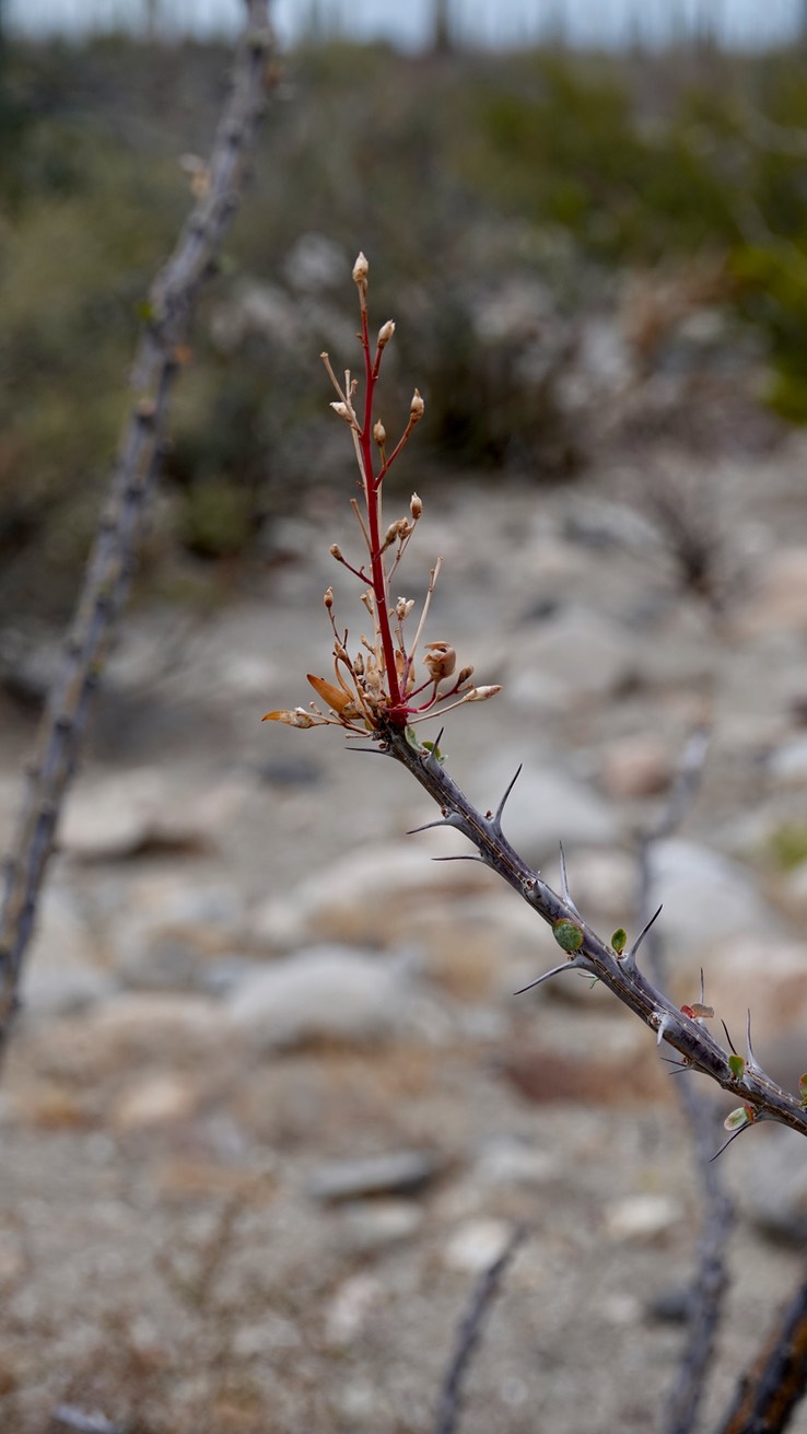 Bahia de los Angeles, Baja California, Fouquieria diguetii 5