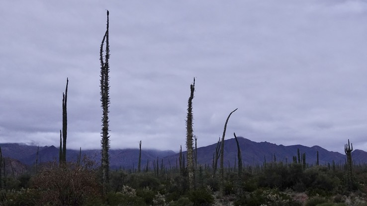 Bahia de los Angeles, Baja California, Fouquieria columnaris, Boojum Tree 11