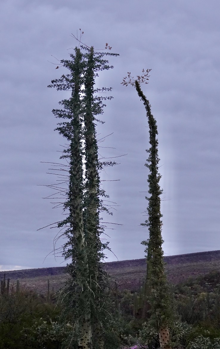 Bahia de los Angeles, Baja California, Fouquieria columnaris, Boojum Tree 12