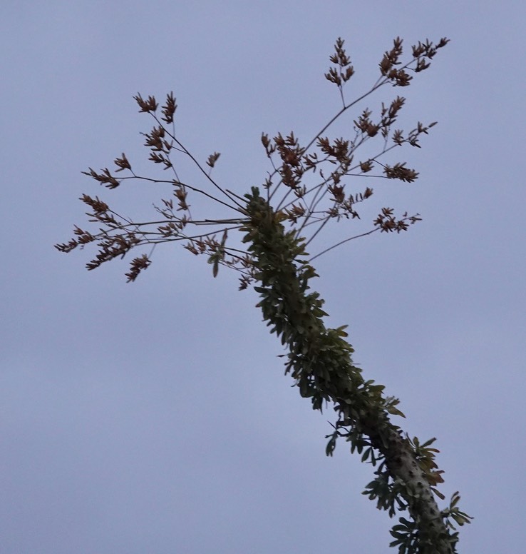 Bahia de los Angeles, Baja California, Fouquieria columnaris, Boojum Tree. 13