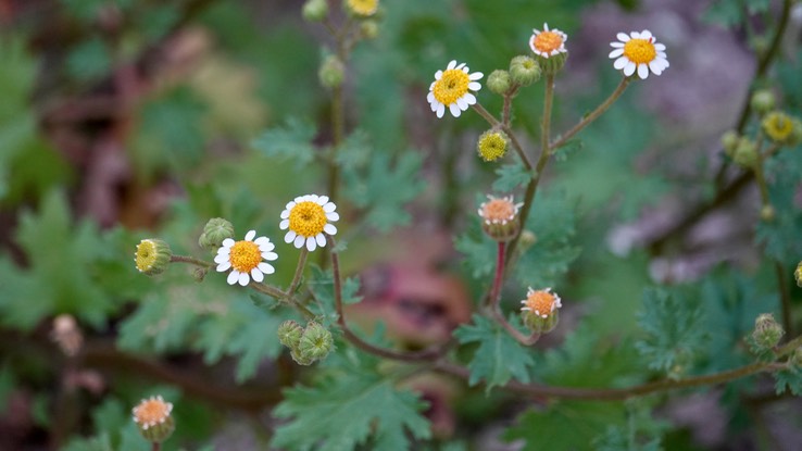 Bahia Los Angeles, Baja Baja California rock daisy, possibly Amauria rotundifolia