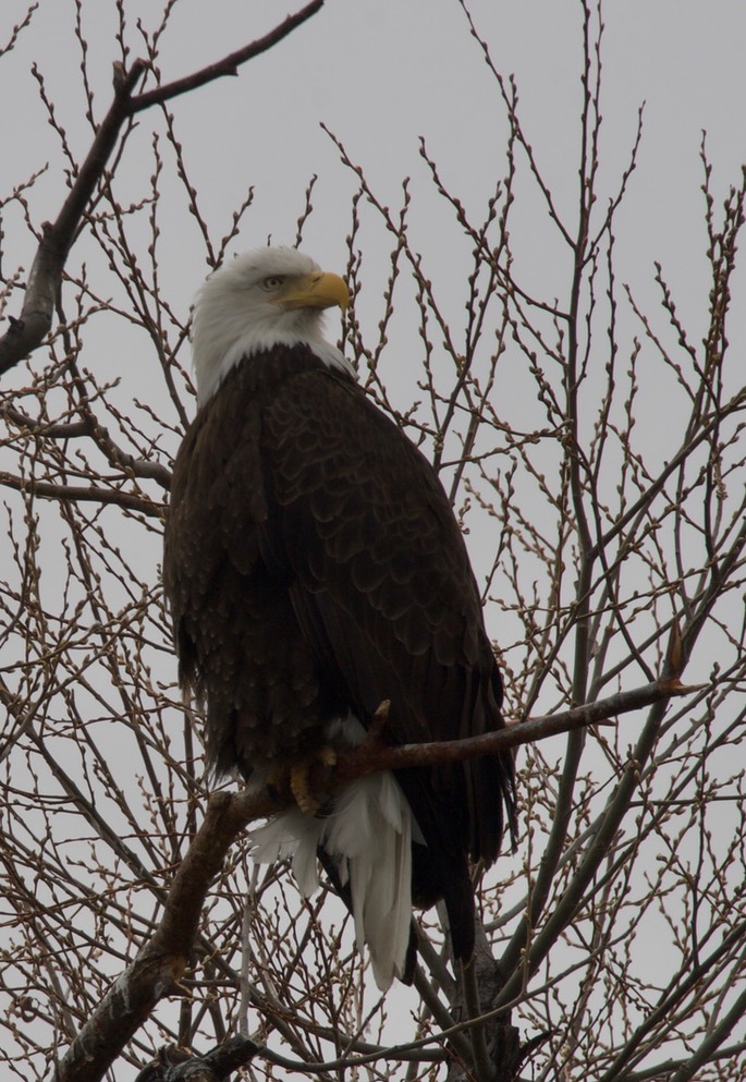 Bald Eagle 1