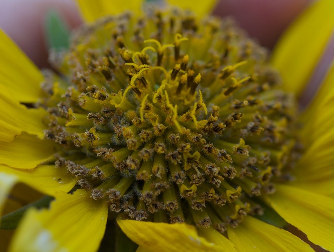 Balsamorhiza careyana3