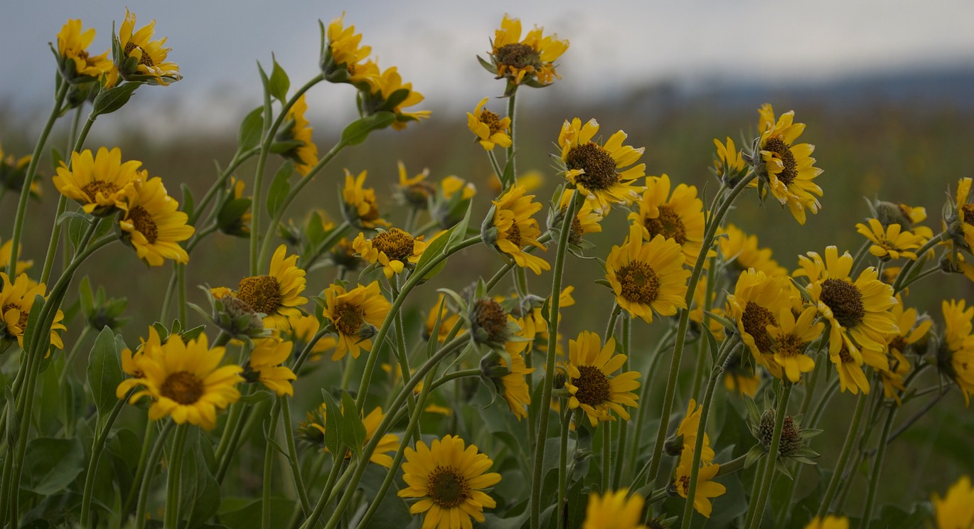 Balsamorhiza careyana6