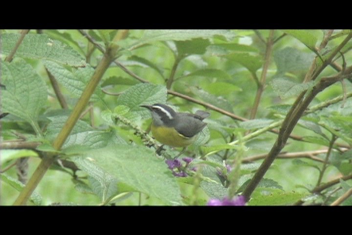 Bananaquit 1