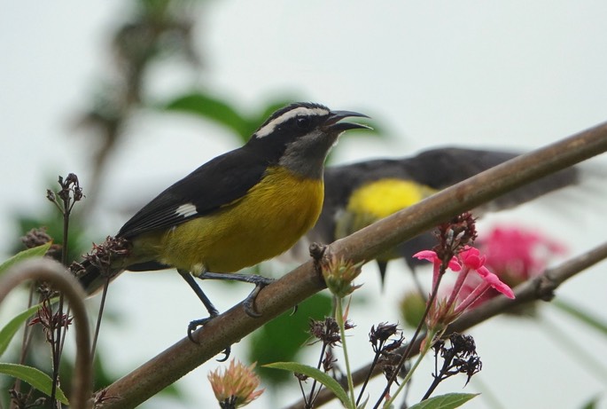 Bananaquit 18-2