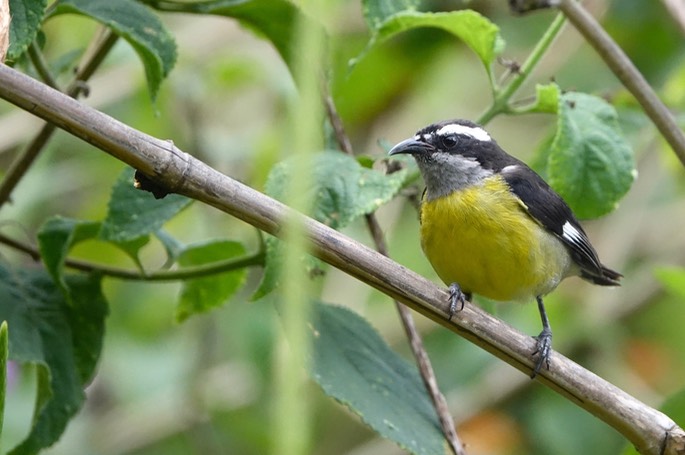 Bananaquit 18-3