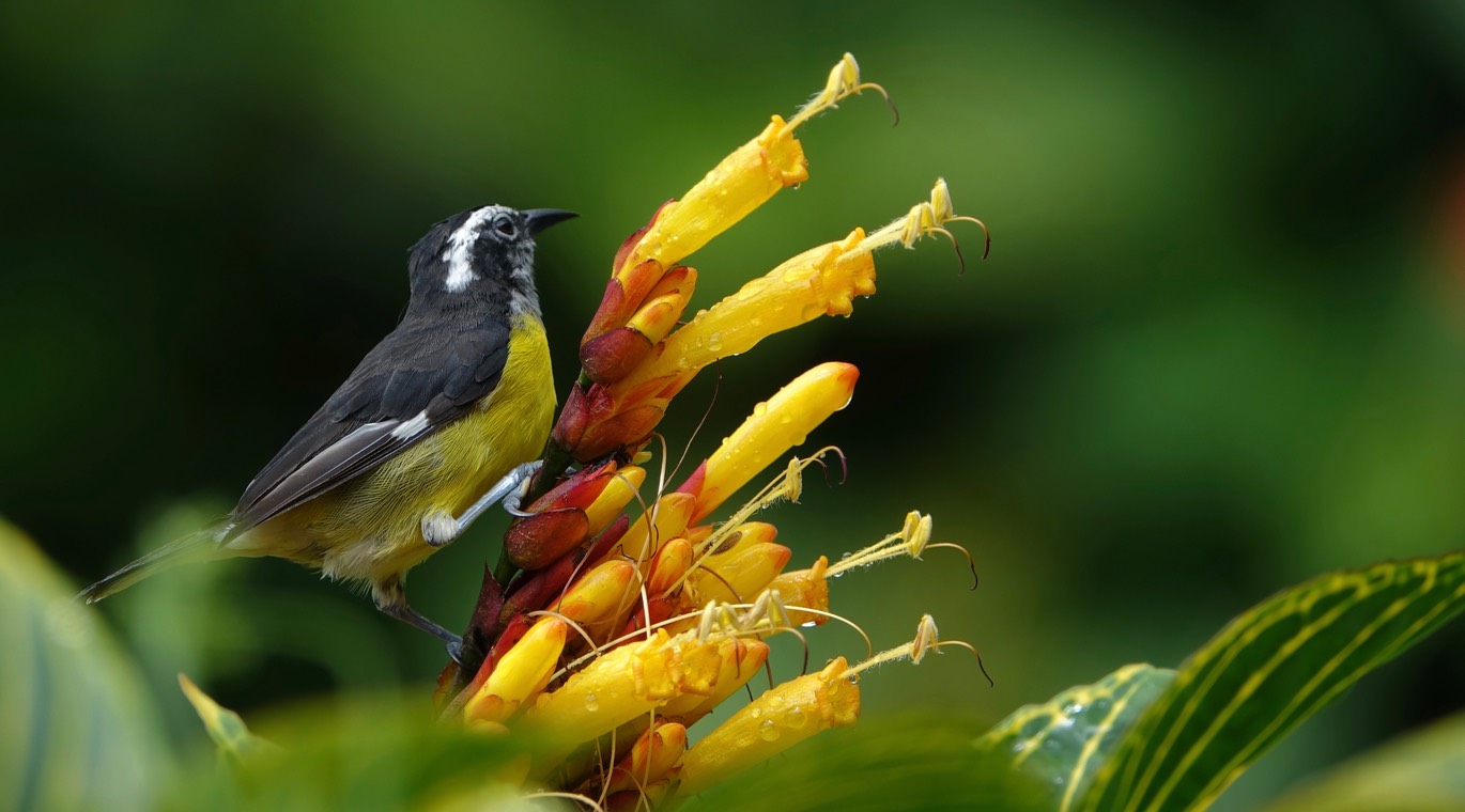 Bananaquit 18-4