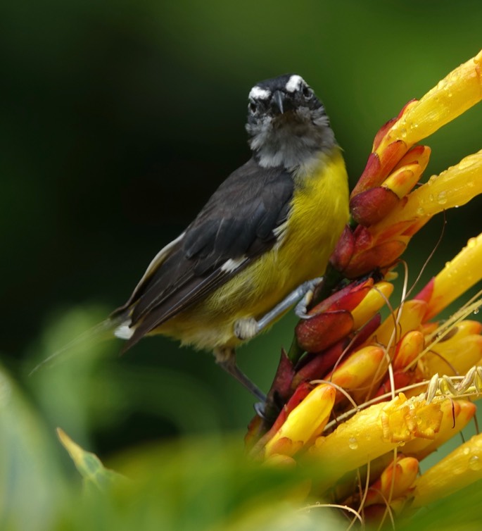 Bananaquit 18-5