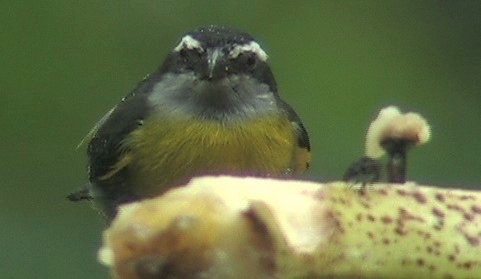 Bananaquit 1_2