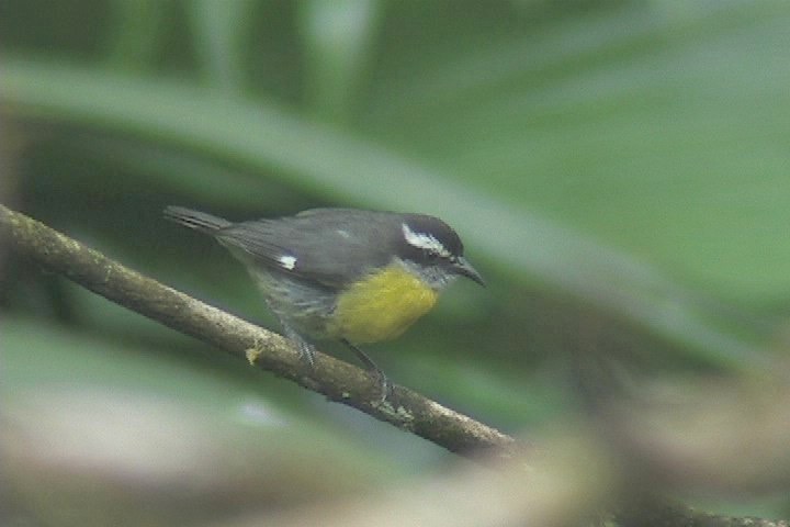 Bananaquit 24