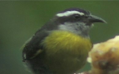 Bananaquit 2