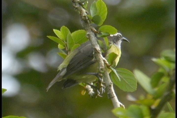 Bananaquit