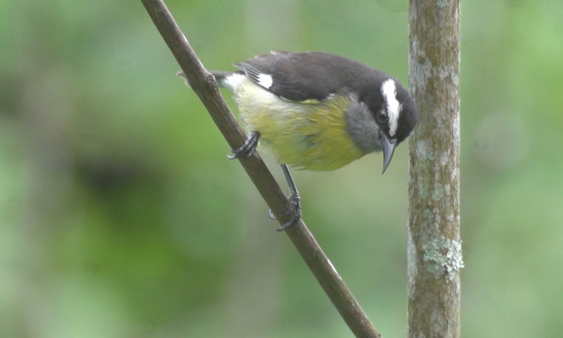 Bananaquit 3