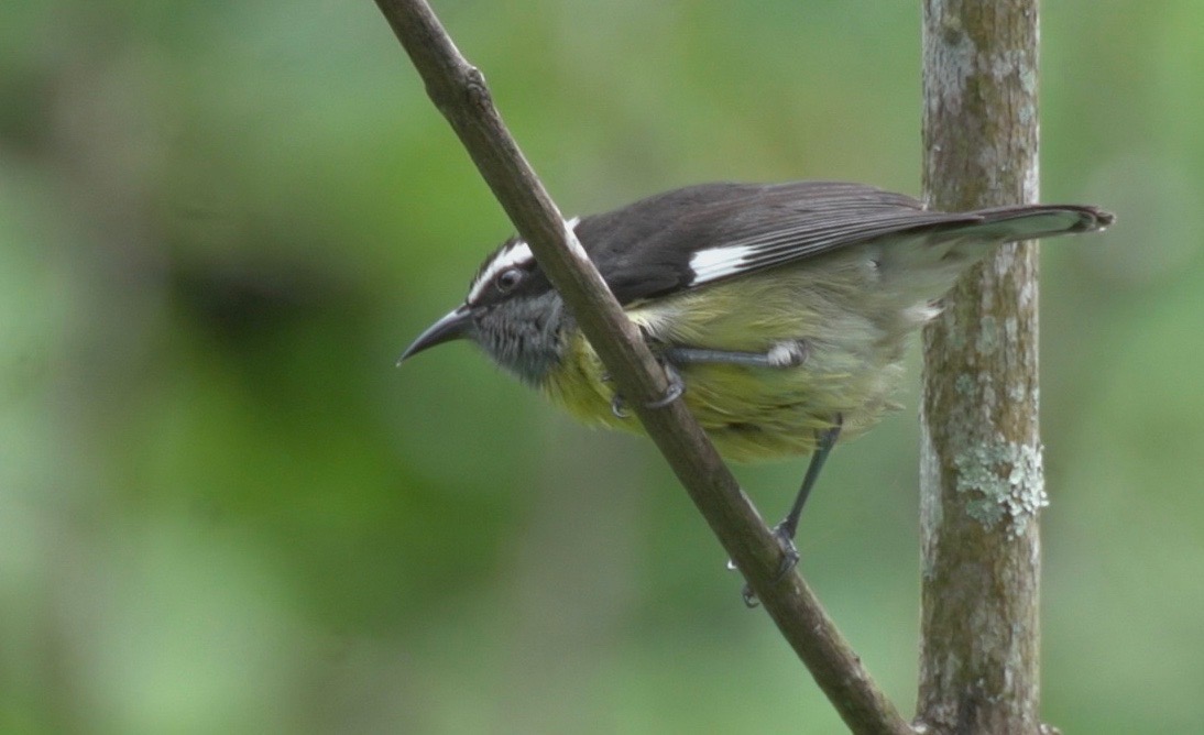 Bananaquit