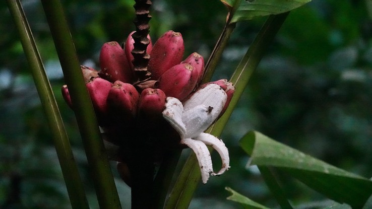 bananas f1