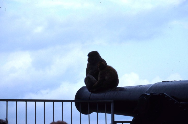 Barbary Ape - Gibraltar302