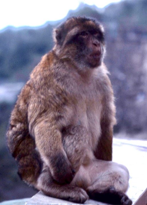 Barbary Ape298