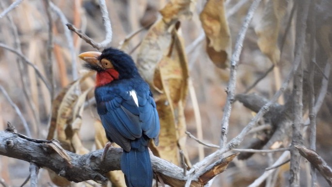 Barbet, Bearded - Senegal 4