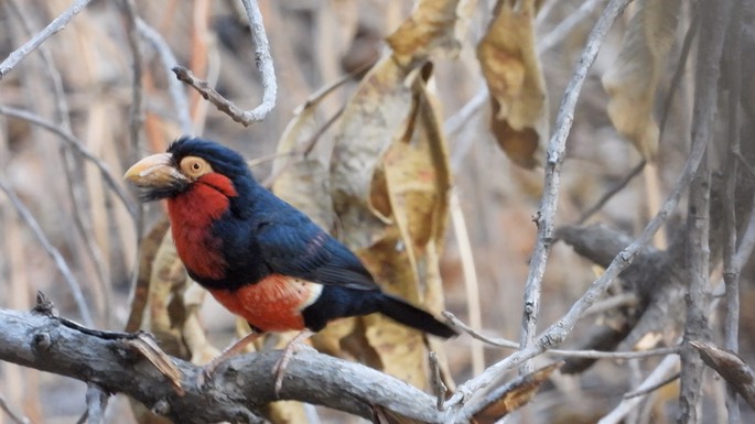 Barbet, Bearded - Senegal 5