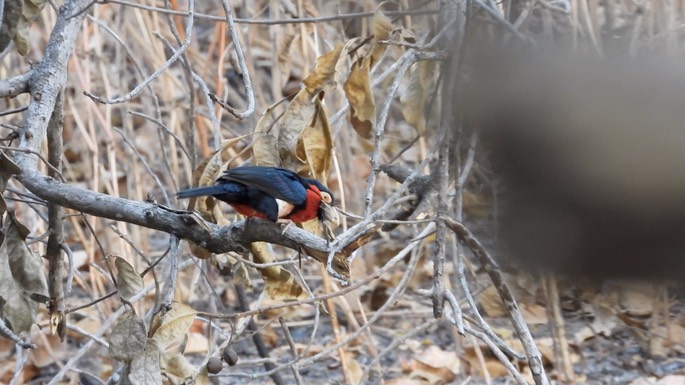 Barbet, Bearded - Senegal 6