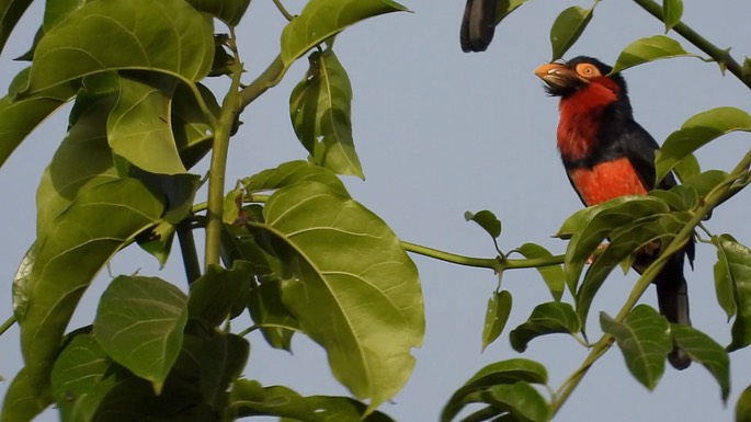 Barbet, Bearded 1