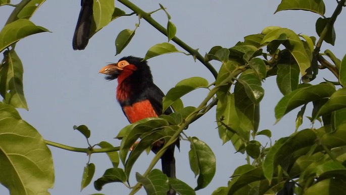 Barbet, Bearded 2