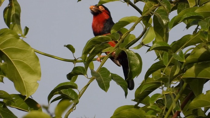 Barbet, Bearded 4