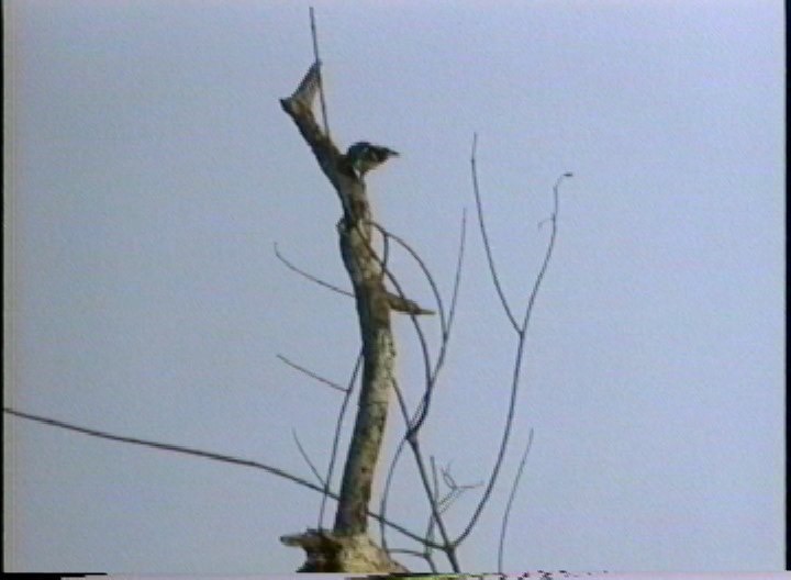 Barbet, Black-spotted