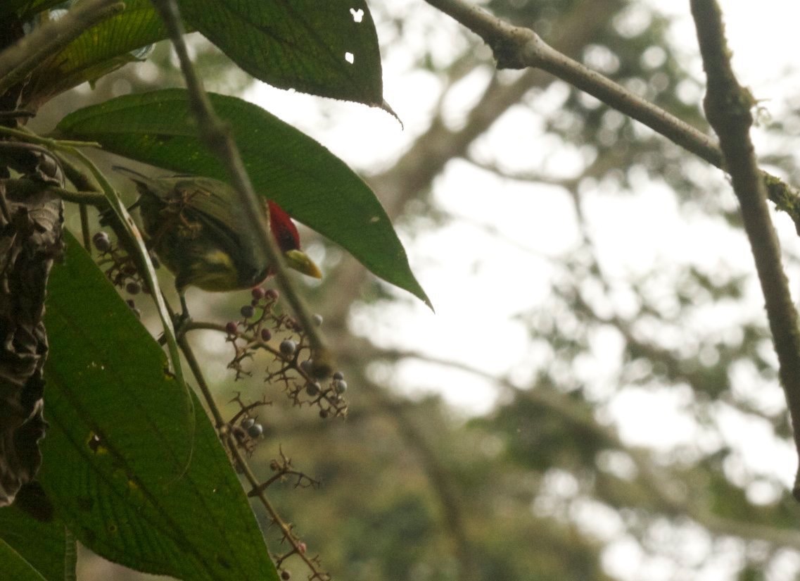 Barbet, Red-headed 6