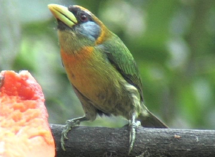 Barbet, Red-headed photo 1