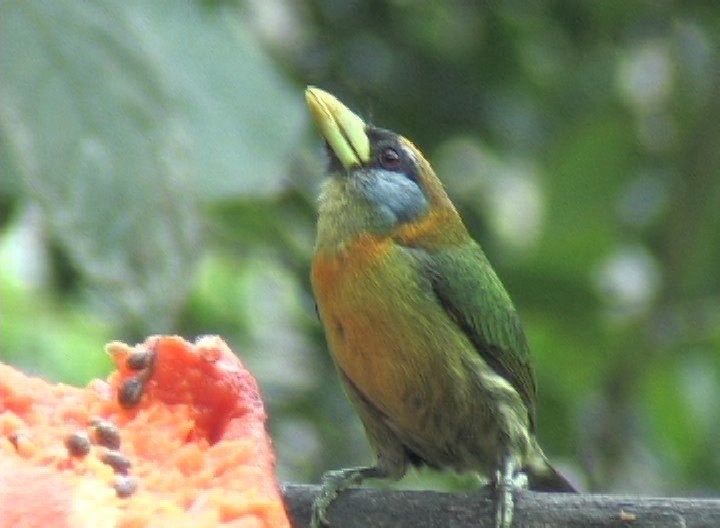 Barbet, Red-headed photo 2