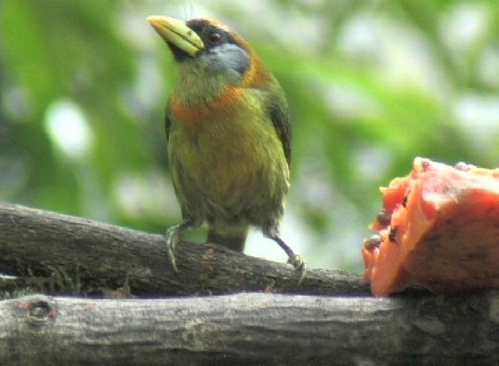 Barbet, Red-headed photo 5