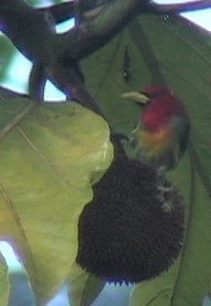 Barbet, Scarlet-hooded 2