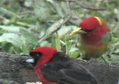 Barbet, Scarlet-hooded 4