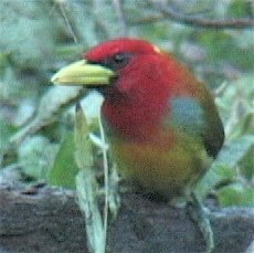 Barbet, Scarlet-hooded 5