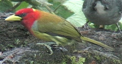 Barbet, Scarlet-hooded 6