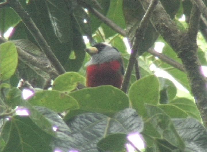 Barbet, Toucan 10