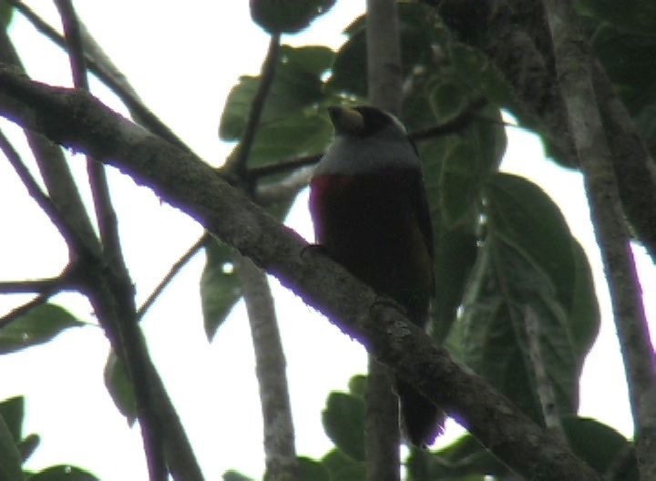 Barbet, Toucan 11