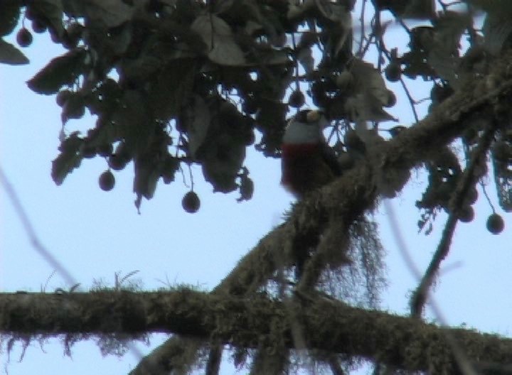 Barbet, Toucan 1