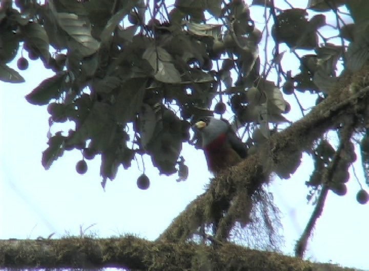 Barbet, Toucan 2