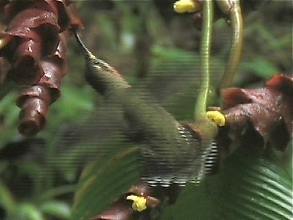 Barbthroat, Band-tailed 1