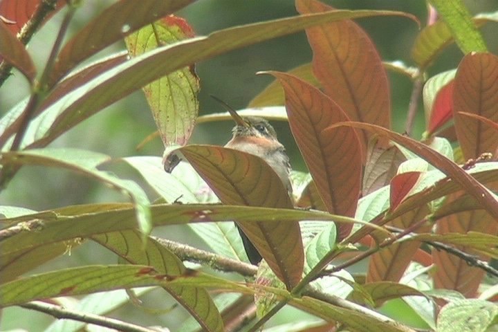 Barbthroat, Band-tailed 21